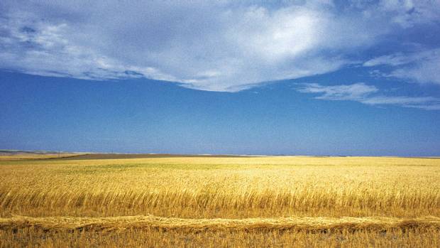 sask-wheat-field