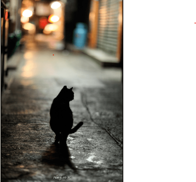 Cat in the city